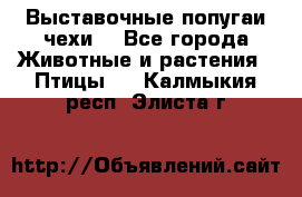 Выставочные попугаи чехи  - Все города Животные и растения » Птицы   . Калмыкия респ.,Элиста г.